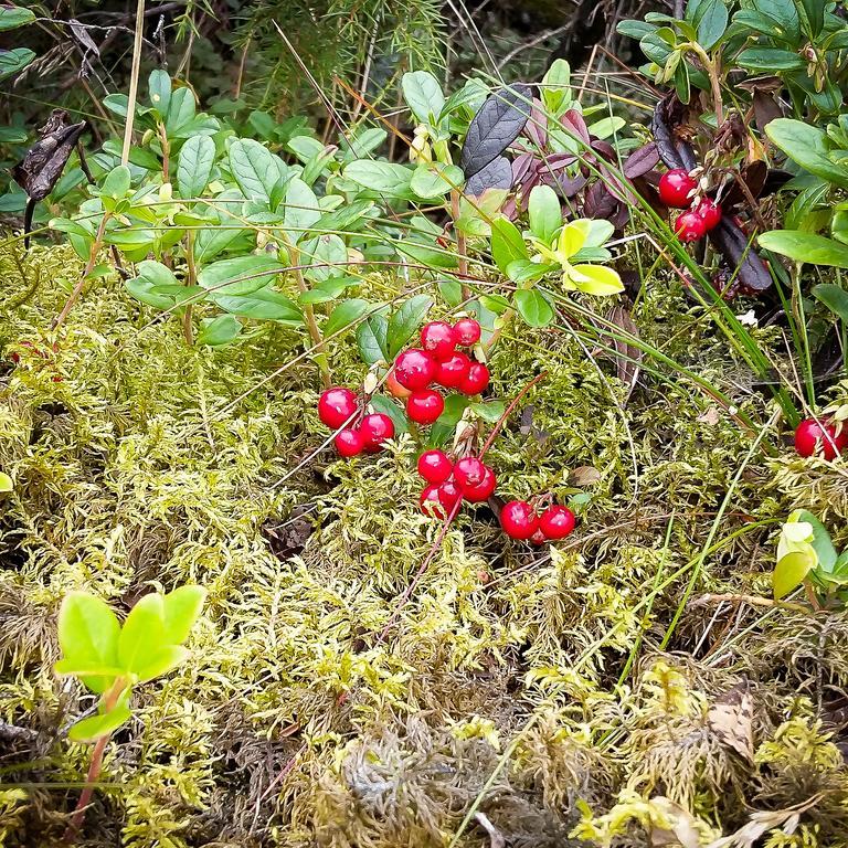 Selaeter Camping Стромстад Экстерьер фото
